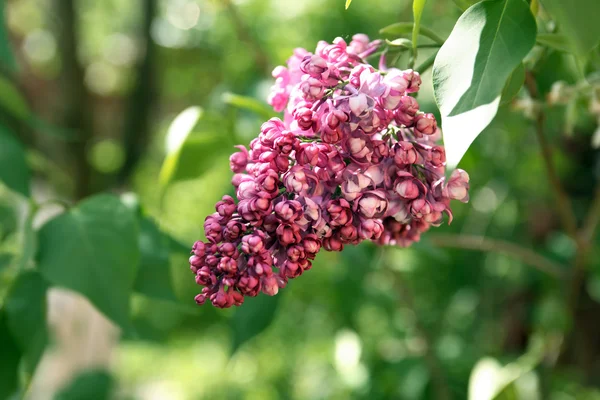 Lilac Purple Twig — Stock Photo, Image