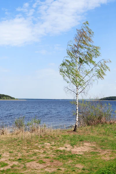 Bouleau près du lac — Photo