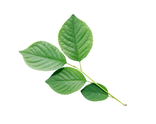 Green Leaves Isolated — Stock Photo, Image