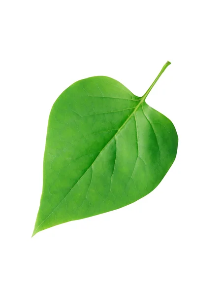 Hoja verde aislada — Foto de Stock