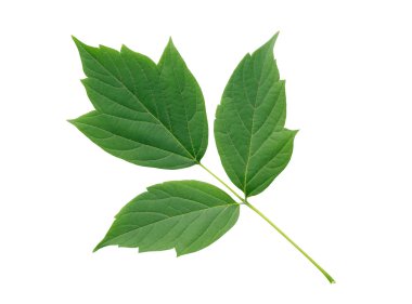 yeşil yapraklar izole