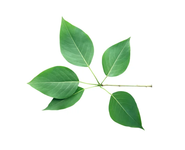 Groene bladeren geïsoleerd — Stockfoto