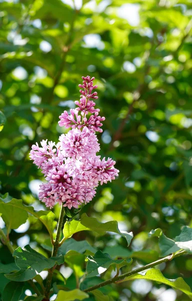 Lilac Purple Twig — Stock Photo, Image