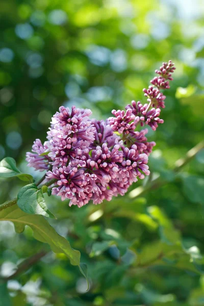 丁香紫色树枝 — 图库照片