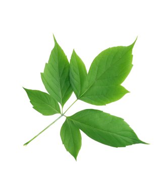 yeşil yapraklar izole