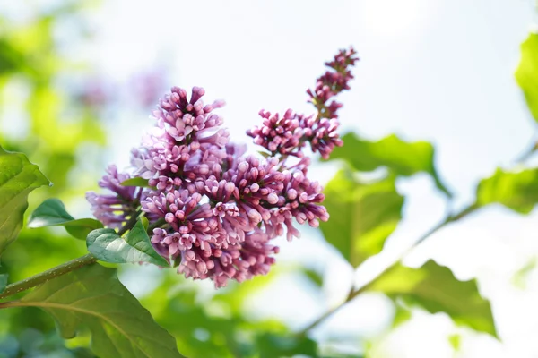 Lilac Purple Twig — Stock Photo, Image