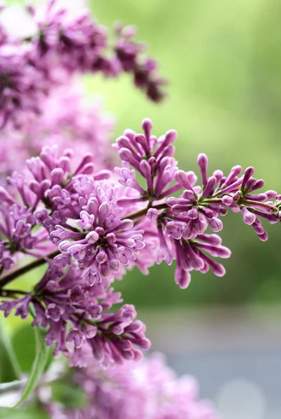 Lila lila Zweig — Stockfoto