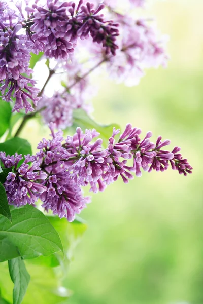 Lila fialové větvička — Stock fotografie