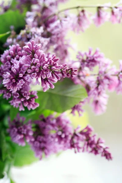 Бузок Twig фіолетовий — стокове фото