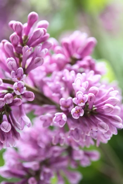 Lilac Purple Twig Macro — Stock Photo, Image