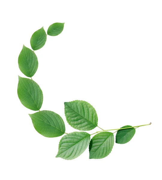 Green Leaves Border — Stock Photo, Image