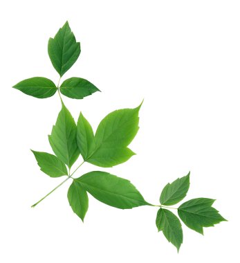 Yeşil Yaprak Sınırı