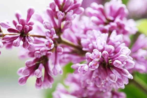 Lilac Purple Twig Macro — Stock Photo, Image