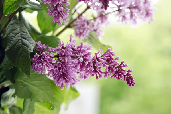 ライラック紫小枝 — ストック写真