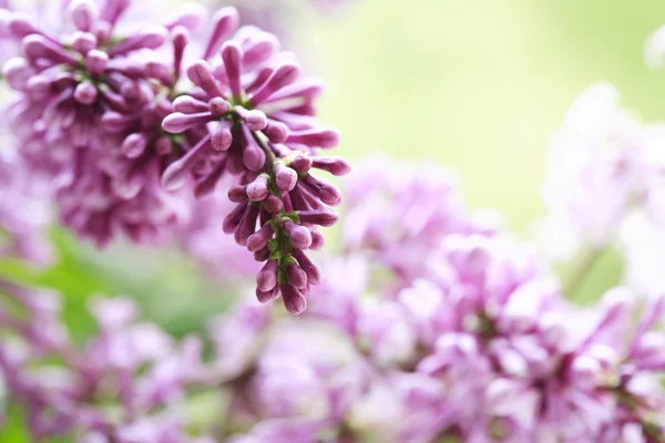 Lila lila Twig makro — Stockfoto