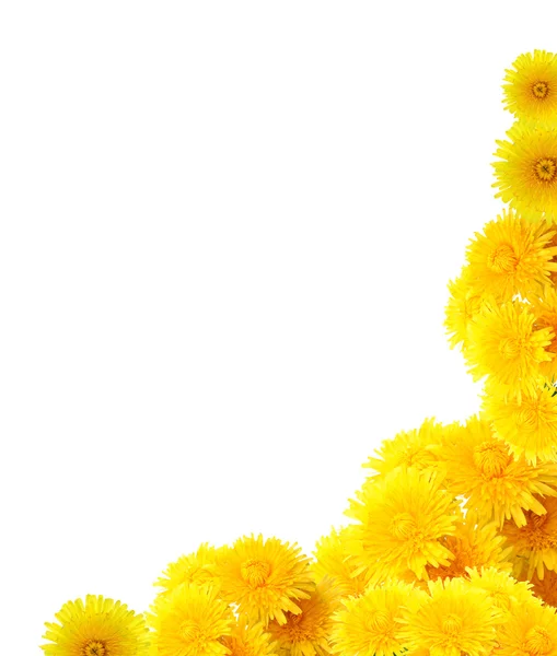 Sarı dandelions kenarlık — Stok fotoğraf