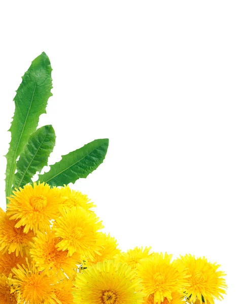 Yellow Dandelions Border — Stock Photo, Image