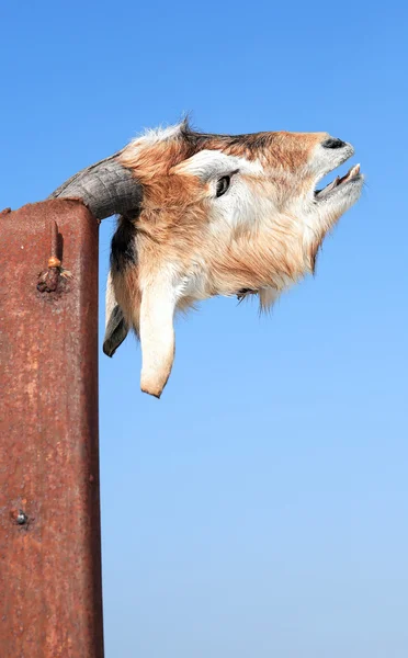 Toter Ziegenkopf — Stockfoto