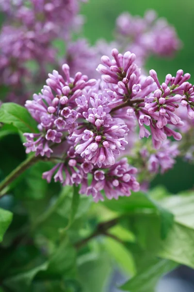 Lilac Purple Twig — Stock Photo, Image