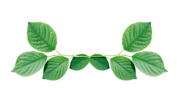 Green Leaves Border — Stock Photo, Image