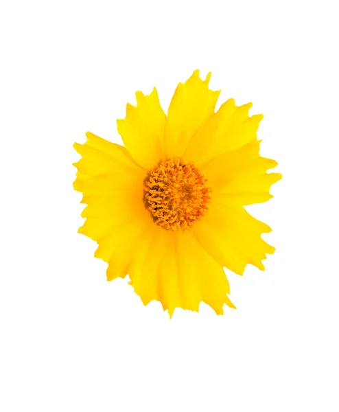 Gul blomma huvudet — Stockfoto