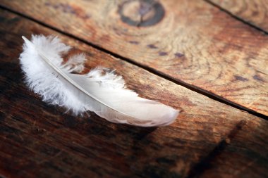 Feather Wood