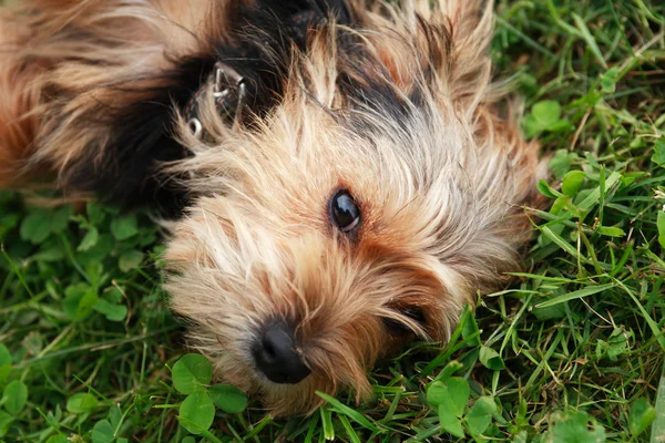 Hond op gras — Stockfoto