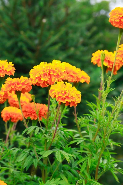 Mooie oranje bloemen — Stockfoto