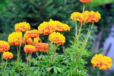 Güzel turuncu çiçekler