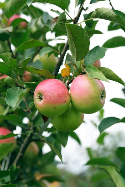 Apple Tree With Fruits — Stock Photo, Image