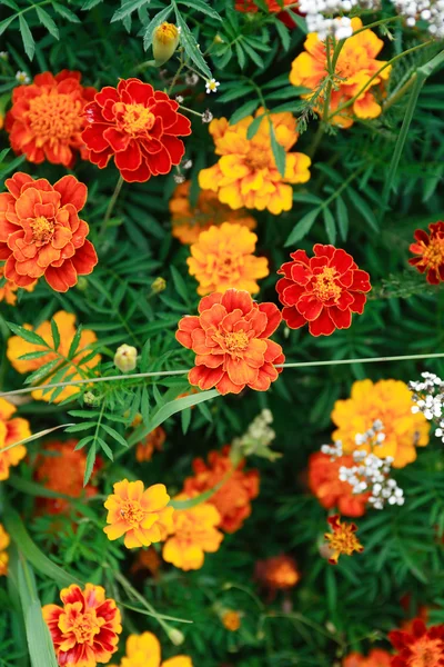 Flores de laranja agradável — Fotografia de Stock