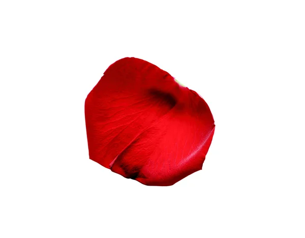 Petalo di rosa rossa — Foto Stock