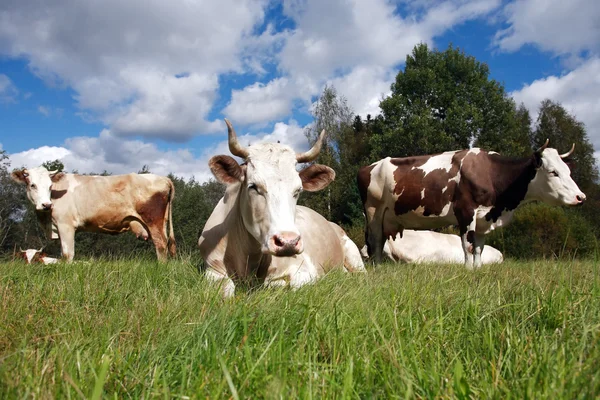 Vacas em pastagens — Fotografia de Stock