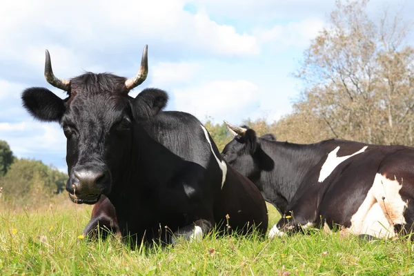 Sapi di padang rumput — Stok Foto