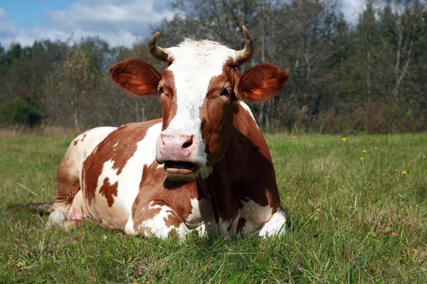 Vacca al pascolo — Foto Stock