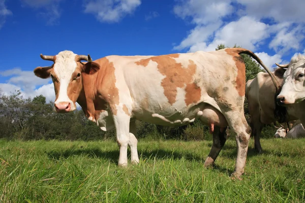 Vacas em pastagens — Fotografia de Stock