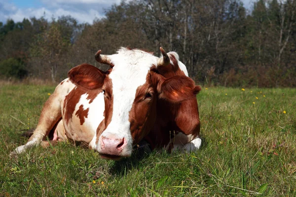 牛の牧草地 — ストック写真