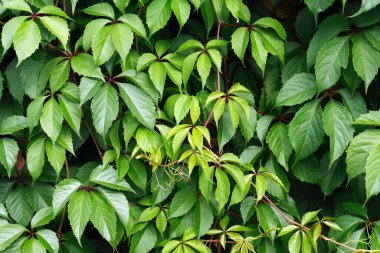 Yeşil üzüm yapraklarından oluşan güzel bir arka plan.