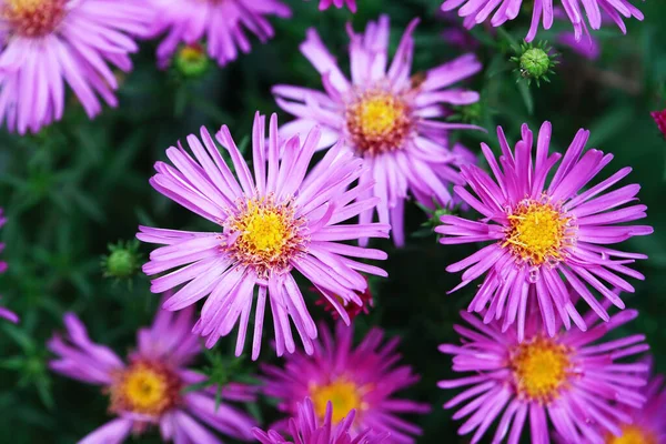 Bonitas Flores Rosadas Pequeñas Contra Fondo Hojas Verdes Fotos De Stock