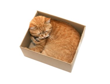 Kutudaki kedi