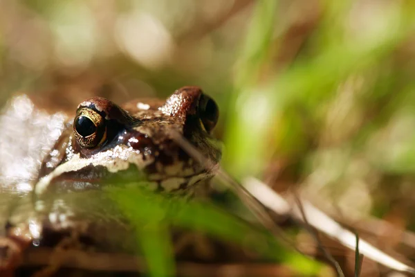 Лягушка в траве — стоковое фото