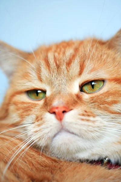 Ginger Cat — Stock Photo, Image