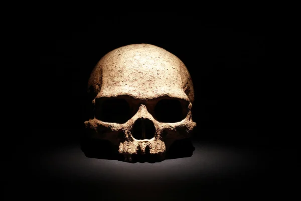 Skull On Black — Stock Photo, Image