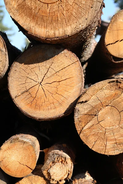 Cut Logs — Stock Photo, Image