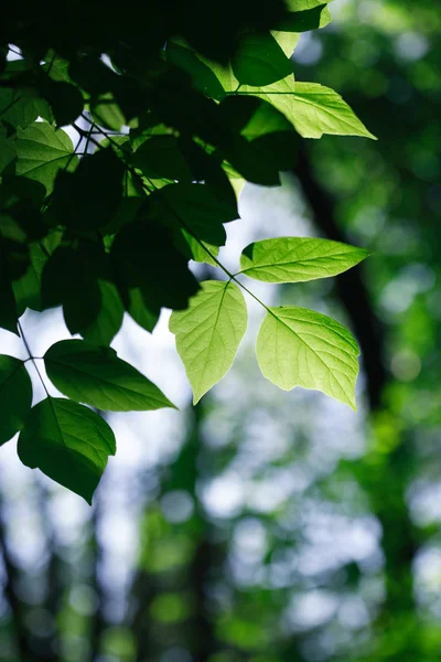 Folhas verdes fundo — Fotografia de Stock