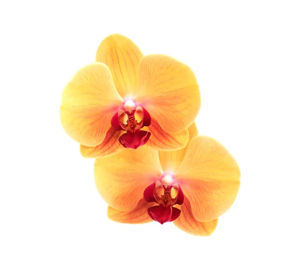 Orquídea amarilla — Foto de Stock