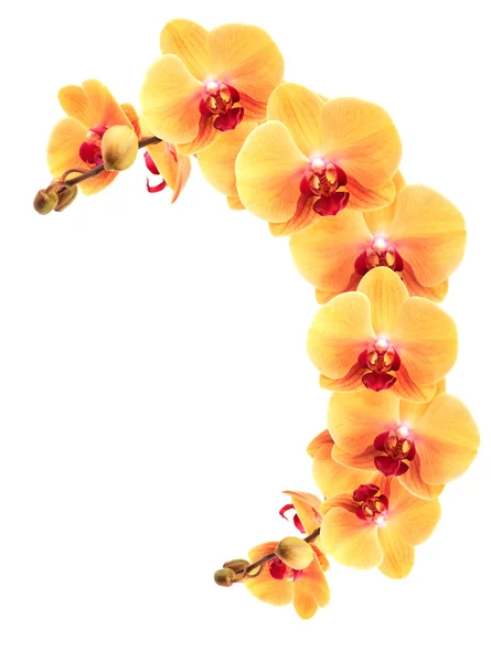 Gelber Orchideenrand — Stockfoto