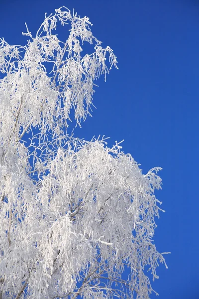 Árbol de invierno — Foto de Stock