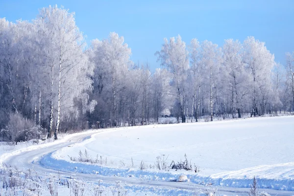 Kış Ormanı — Stok fotoğraf