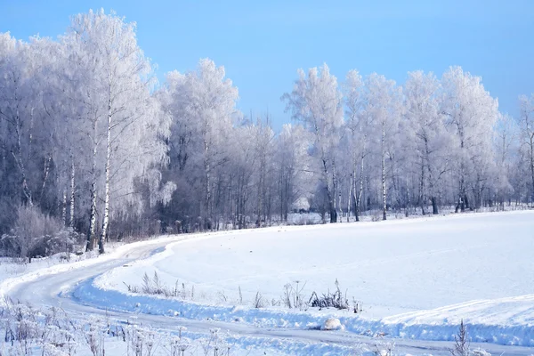 Foresta invernale — Foto Stock